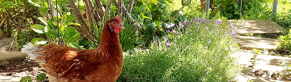 Impressionen Ferienhof Weishaupt-Steffelin